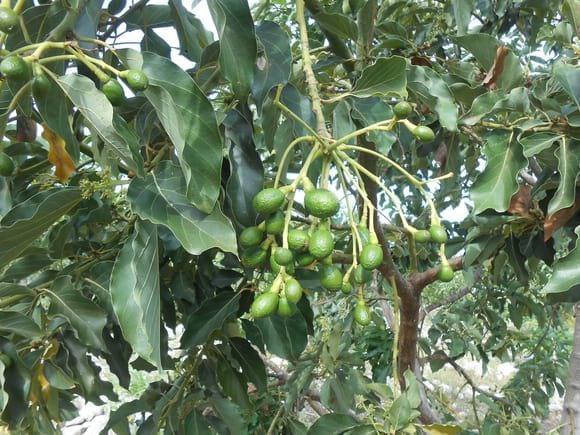 Aguacate tipo Hass