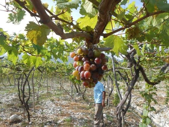 Cultivo de uvas