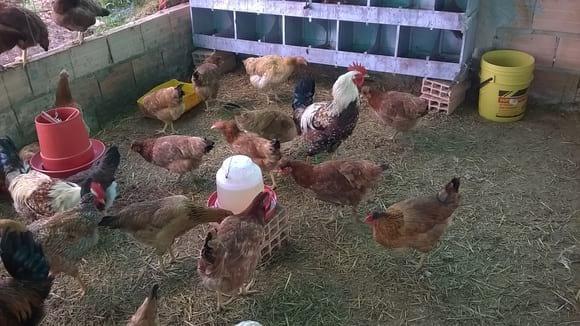 POLLO AUTOCTONO