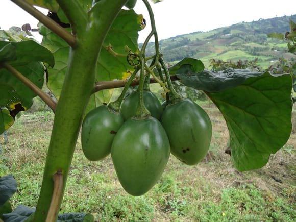 TOMATE DE ARBOL