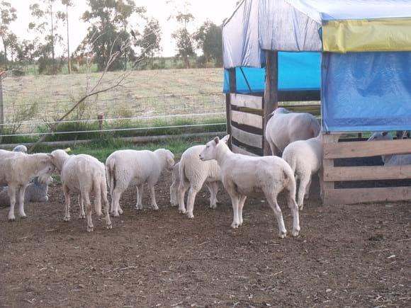 corderos  mlichschaf