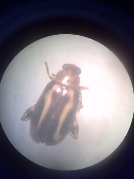 ¿Que insecto es?, CLASIFICACIÓN TAXONÓMICA?. como lo controlo?