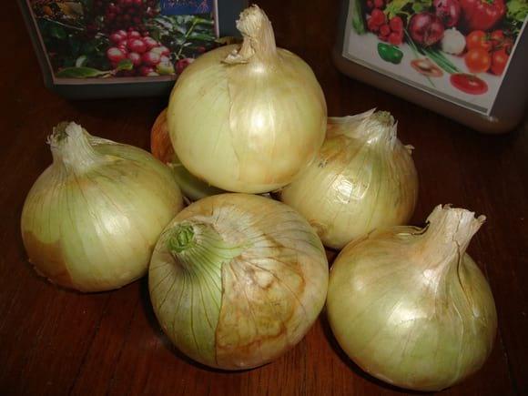 Calidad de la cebolla Amarilla