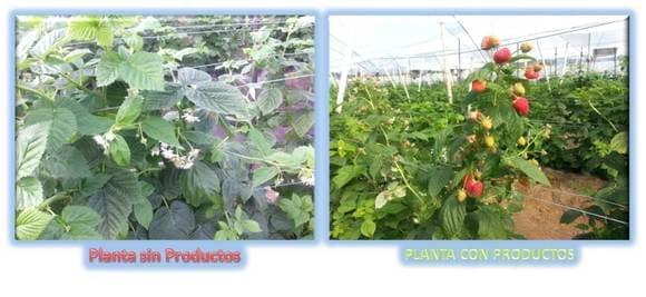 Fresas