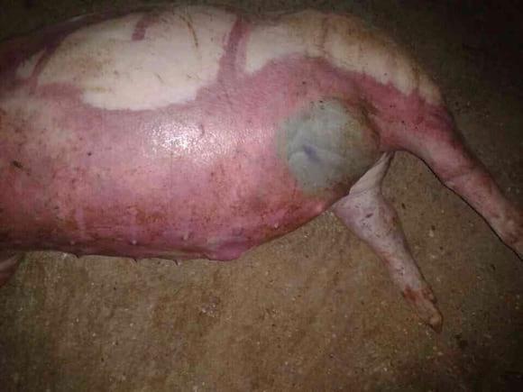 Lechón de 12 semanas, muévete subira