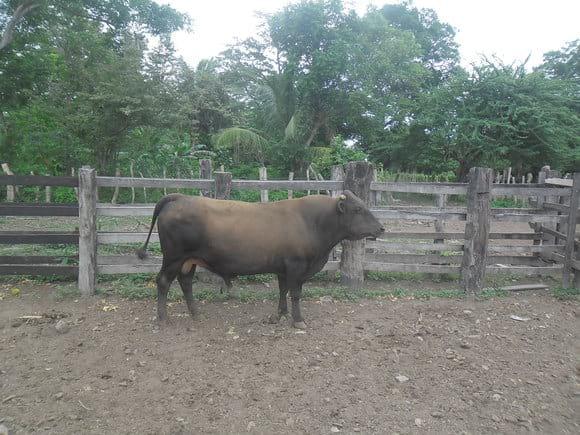 M25 cara negra hijo de E9 congo