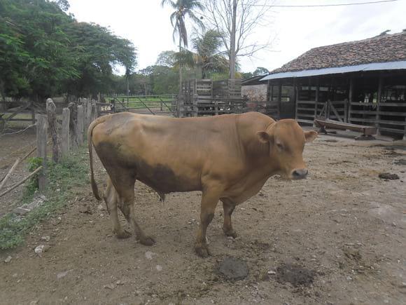 Ranchero L30