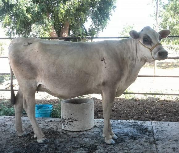 NAIGUATA... CARORA PURA