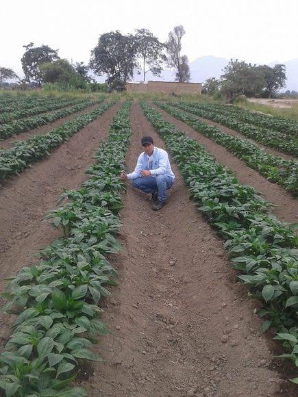 EVALUANDO  CAPSICUM ANNUUM