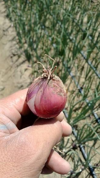 FUSARIUM OXYSPORUM