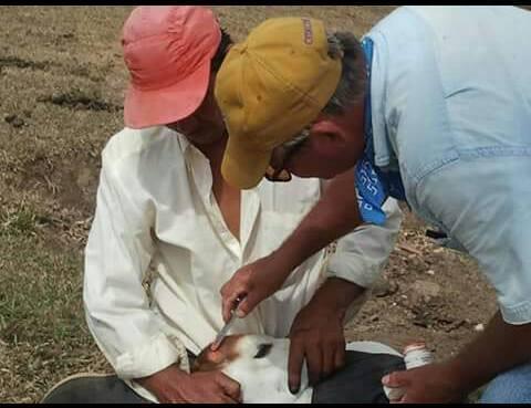 Descornando crias nuevas