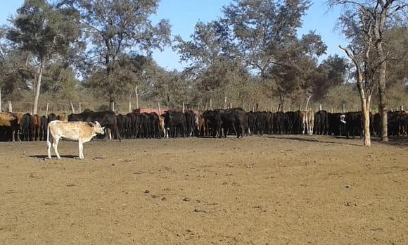 Feedlot terneros brangus, Monte Quemado (S.E)