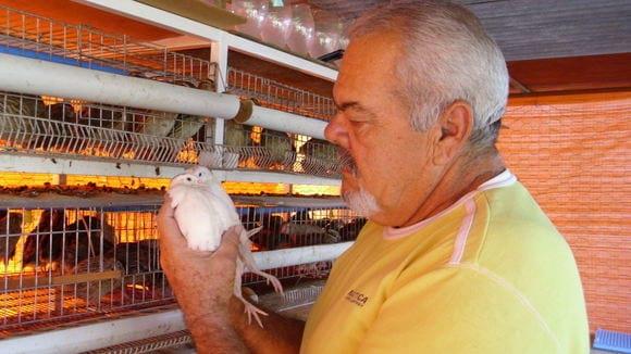 cria de codorniz