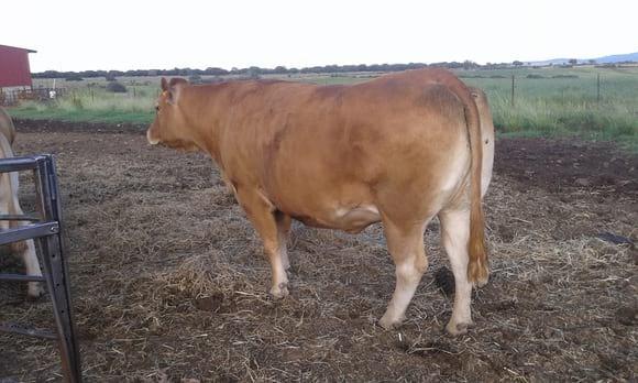 Vaca limusina hija de Tastevin