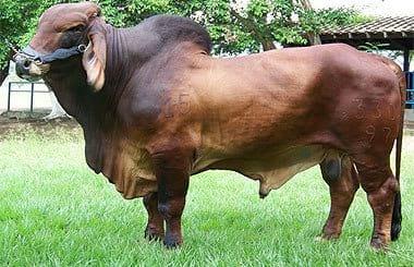 brahman rojo