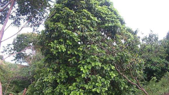 Este es uno de los arboles de aguacate.