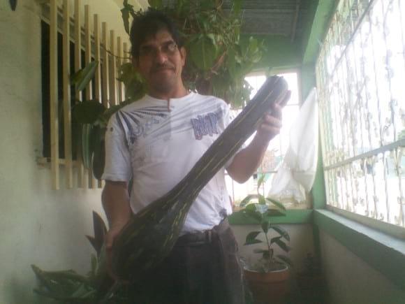 COCECHADO EN PATIOS PRODUCTIVO