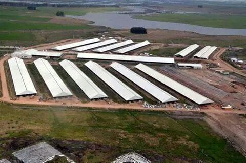 Megatambo Uruguay
