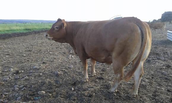 Vaca Limusina hija del semental Urville