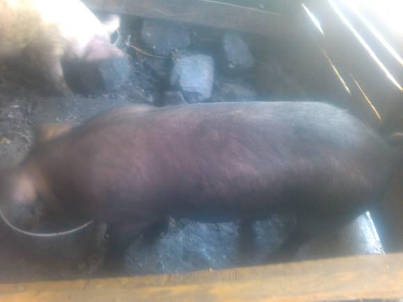cerdo  macho  con  5meses