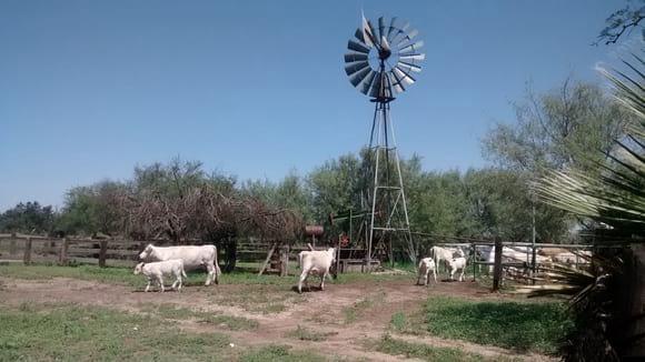 Ganado Charolais