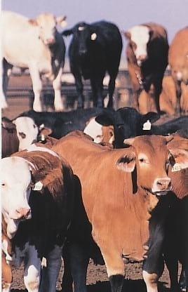 Corral de engorda