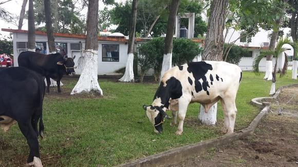 EXPOSICION DE GANADO DOBLE PROPOSITO