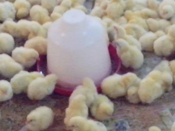 Aves inicio