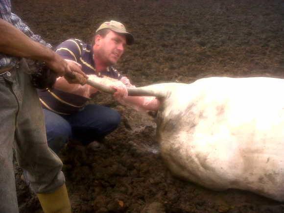PARTO DISTOCICO EN BOVINO