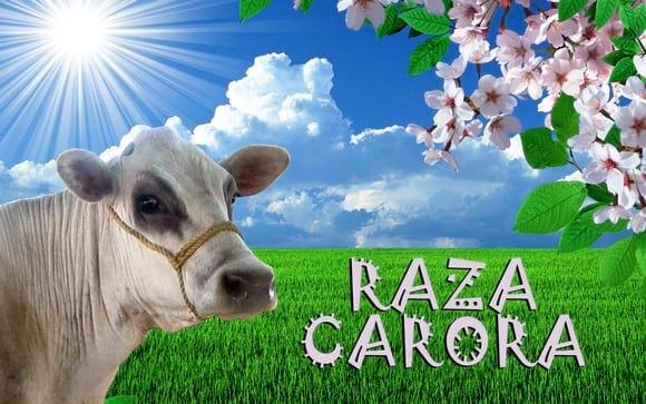 RAZA CARORA