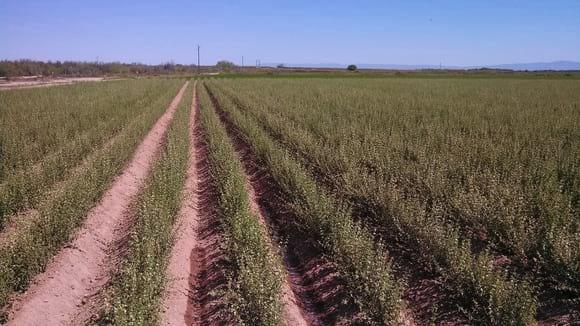 Plantación forestal comercial de Orégano