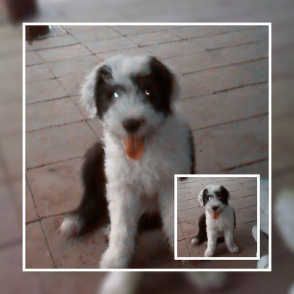 li mascota