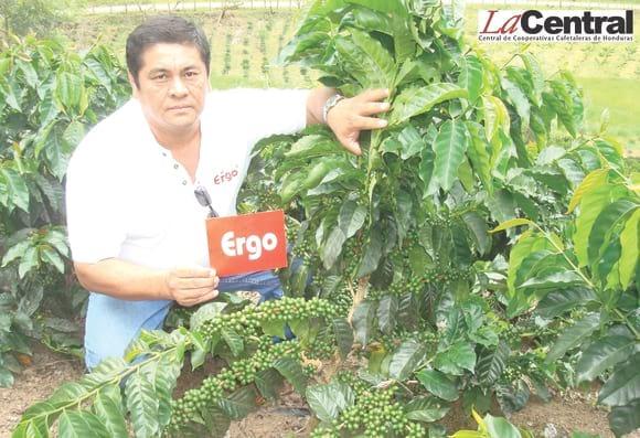 PLANTA DE CAFÉ TRATADA CON FOLIARES CON CARBONO 12