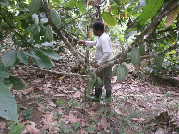 CACAO NACIONAL FINCA SR. OLMEDO CASTRO MUISNE