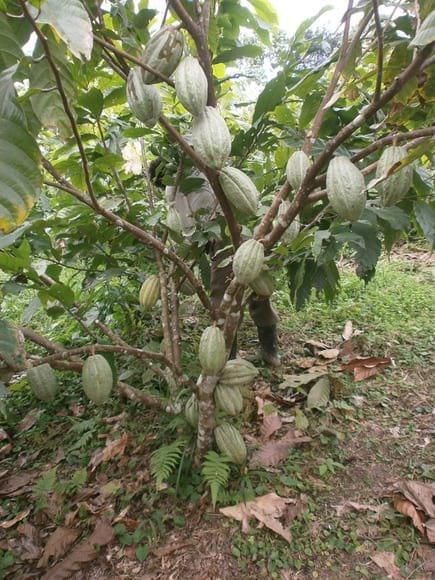 CACAO NACIONAL