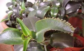 Kalanchoe daigremontiana