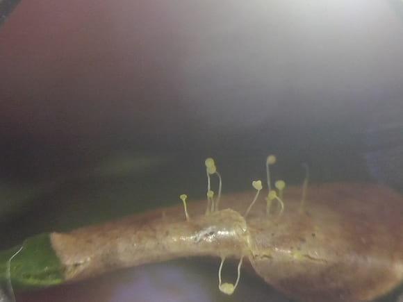 Mycena citricolor