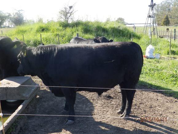 Macho entero de 14 meses de edad