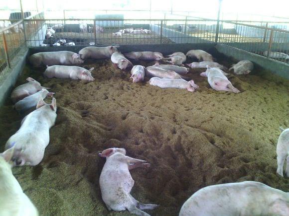 Cama Profunda en Yaracuy