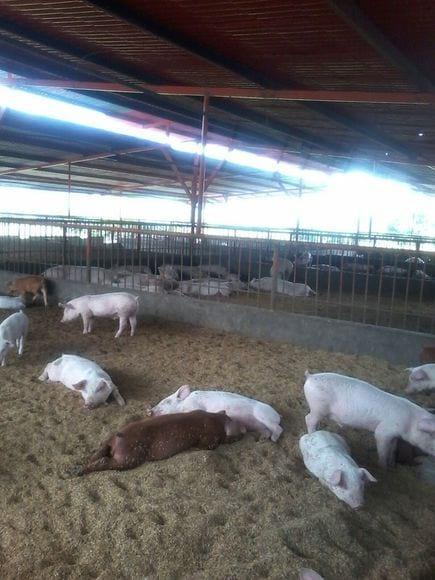 Cama Profunda en Yaracuy