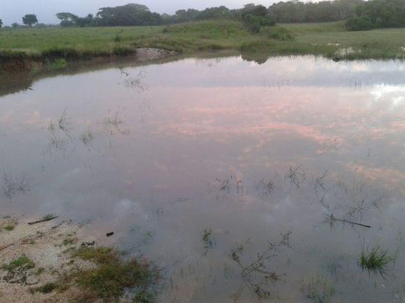 como puedo poner a producir mi propiedad  de 10 hectareas  q cuenta  con suficiente agua todo el año.. ya empaste  2 hectareas con chetumal  se ve al fondo