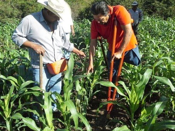 FERTILIZACIÓN MANUAL EN MAÍZ EN TOTOLAPA CHIAPAS