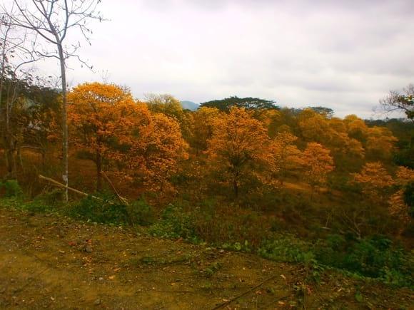 guayacanes