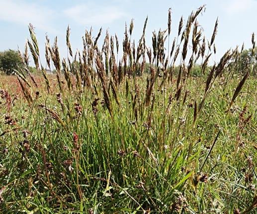 Anthoxanthum odoratum