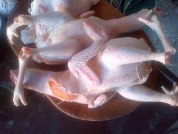 gallinas de descarte