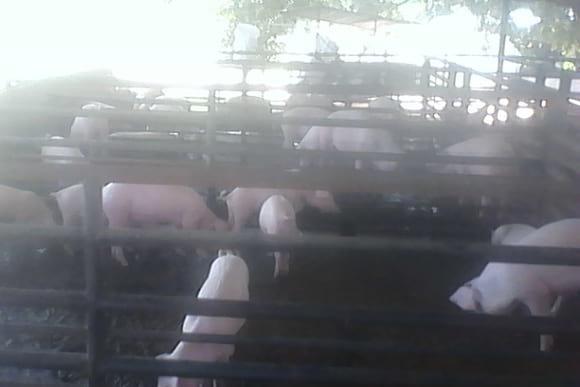 Listos para la venta