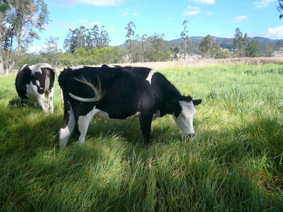 Montbeliarde x Holstein
