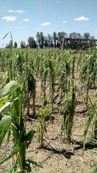 Daño de granizo en maiz