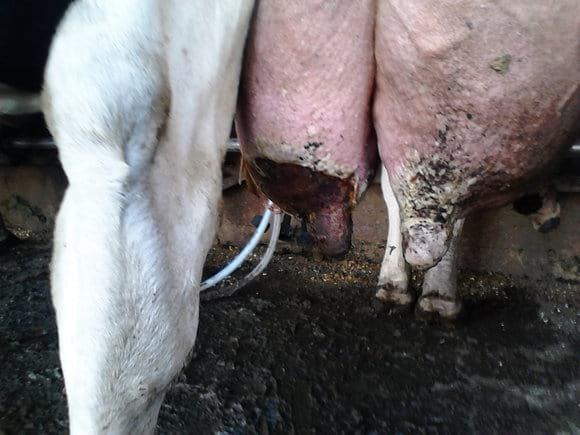 asi comenzo sin tratamiento antibiotico