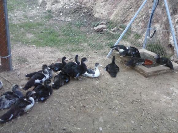 Mis educados pato mudos, hacen cola para beber.